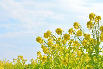 Obraz premium 菜の花畑 青空