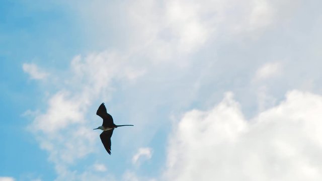 Female Frigatebird with white breast soaring high in Caribbean cloudy sky