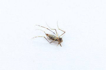 Mosquito isolated on white background