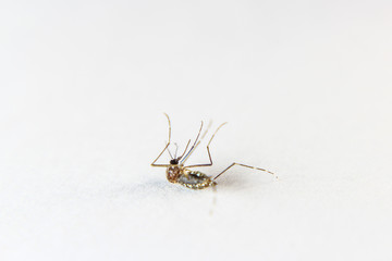 A close-up or macro of a Mosquito on a white background