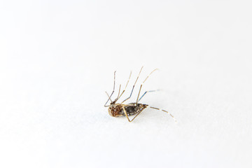 Mosquito isolated on white background