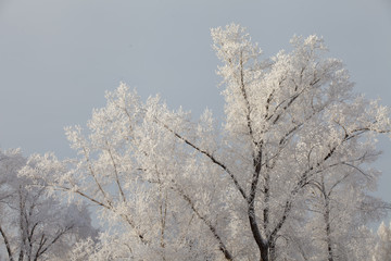 Beautiful winter frosty forest covered with snow and hoarfrost