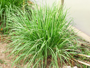 Lemon grass plant leaf background