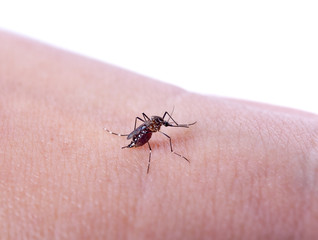 Mosquito bite isolated on white backgrond