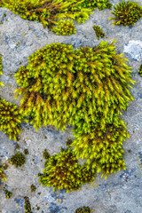 close up photo of moss on stone