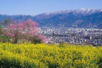 Spring of Mt.Tanzawa - 麗らかな丹沢の春