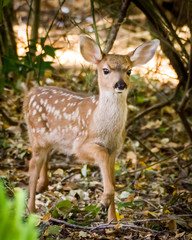 Hi, I'm Bambi! - A fawn poses for a forest guest. Sonoma County, California, USA