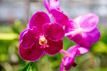 Fototapeta na wymiar Beautiful red orchid flower growing in the garden on a background of other flowers. For use in a postcard, advertising. Thailand. Background for social networks. Natural spring background.
