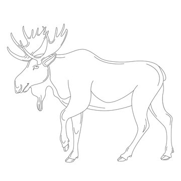 moose, vector illustration , lining draw profile 