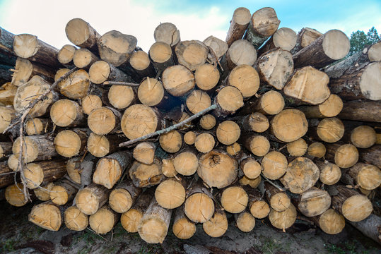many wood logs