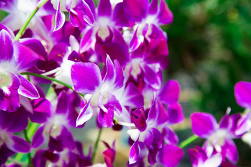 Fototapeta na wymiar Beautiful red orchid flower growing in the garden on a background of other flowers. For use in a postcard, advertising. Thailand. Background for social networks. Natural spring background.