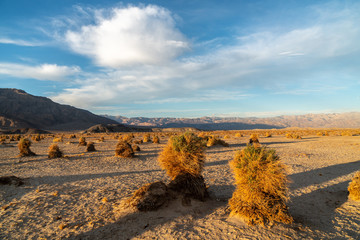 Resembling corn on a harvest field, arrowweed plants on mounds of sand, Devil's Cornfield, Death Valley National Park, California