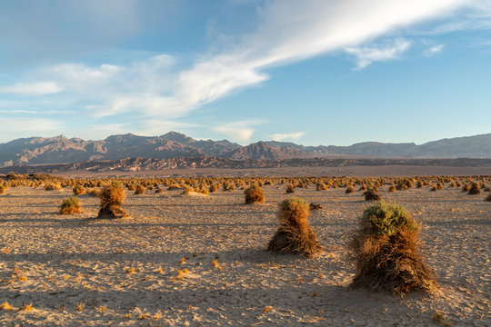 Resembling corn on a harvest field, arrowweed plants on mounds of sand, Devil's Cornfield, Death Valley National Park, California