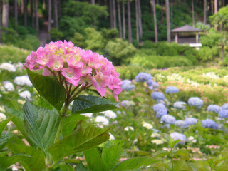Obraz premium Pink Hydrangea - 桃色の紫陽花