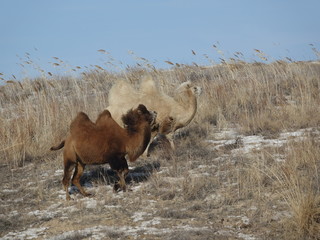 Winter frost -27 C. Natural Reserve. Wild road.  Camels bask in the sun.