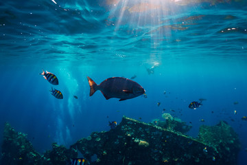 Underwater ocean with tropical fish and ship wreck in Bali