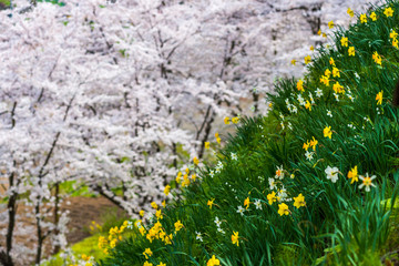 水仙とさくら