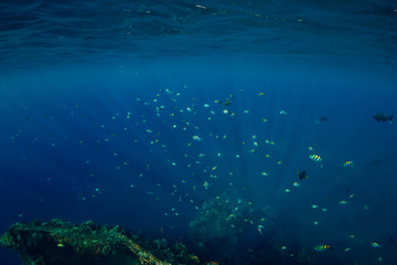Fototapeta na wymiar Underwater in tropics with fish at shipwreck