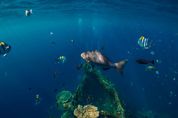 Underwater sea with tropical fish and ship wreck in Bali