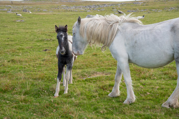 Wild horse with foal in the Bodmin Moor in Cornwall, England.