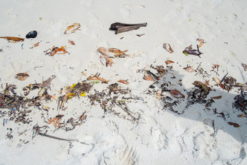 Dry leaves on the beach sand