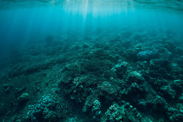 Underwater scene with corals and sun rays. Tropical sea