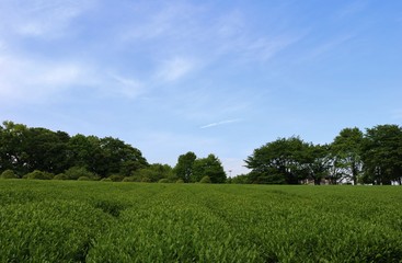 新緑　茶畑　茨城