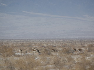 Winter frost -27C. Natural Reserve. Wild road.  The gazelles are running. 