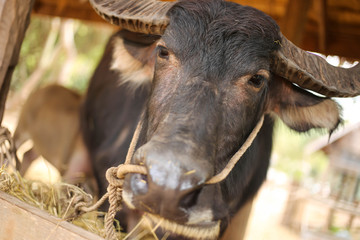 Close up of Buffalo eating grass