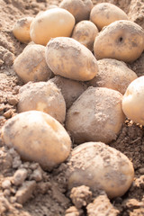 Closed up of fresh potatoes