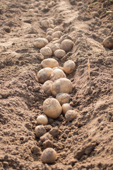 Fototapeta na wymiar Fresh potatoes in field