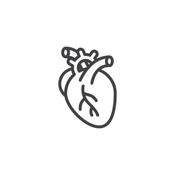 Human heart line icon. linear style sign for mobile concept and web design. Anatomical human heart organ outline vector icon. Anatomy symbol, logo illustration. Pixel perfect vector graphics