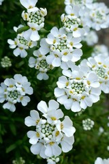 Iberis flower.Spring white flowers  background.Blooming flowers nature background