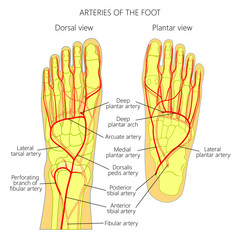 Arteries of the foot (dorsal and plantar view of an ankle). diagram.
