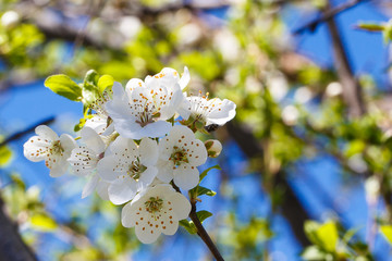 Flowering cherry against a blue sky. Cherry blossoms. Spring background. Background for social networks. Natural spring background.