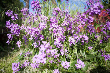 Colorful image wild flowers of clover in a meadow