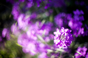 Colorful image wild flowers of clover in a meadow