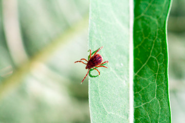A dangerous parasite and infection carrier mite