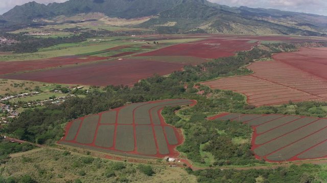 Oahu, Hawaii circa-2018.  Aerial view of pineapple farms.  Shot with Cineflex and RED Epic-W Helium. 