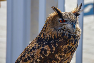 Cute Owl