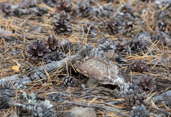 Boletopsis grisea growing in coniferous environment