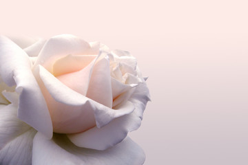 Delicate cream background with a rose. Perfect for weddings, invitations. Background for social networks.