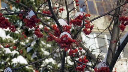 red berries in the snow