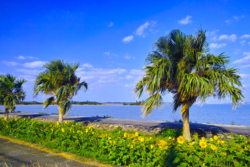 宮古島与那覇湾、ヤシの木とヒマワリ。

