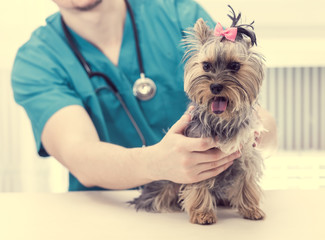 Veterinarian holding Yorkshire Terrier dog on hands