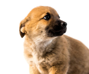Cute light brown puppy isolated