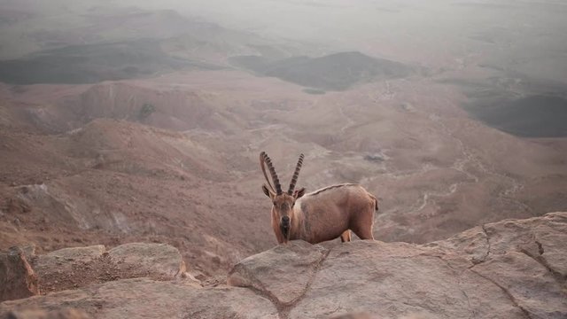 Wild ibex on the cliff at Ramon Crater in Negev Desert in Mitzpe Ramon, Isra