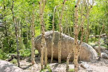 Birch trees off Glacier Creek Trail to Alberta Falls in Rocky Mountain National Park, Colorado