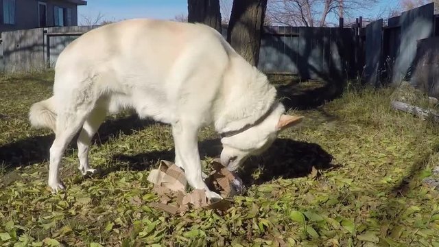 White Husky dog chewing on a cardboard box in the yard.