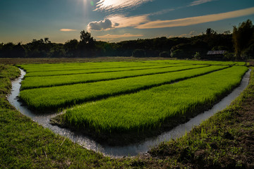 Сorner of the rice field in Chiang Mai wide angle view 